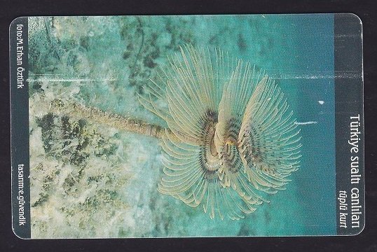 TÜRK TELEKOM 50 KONTÖR - SUALTI -TÜPLÜ KURT -SKT HAZİRAN 2007